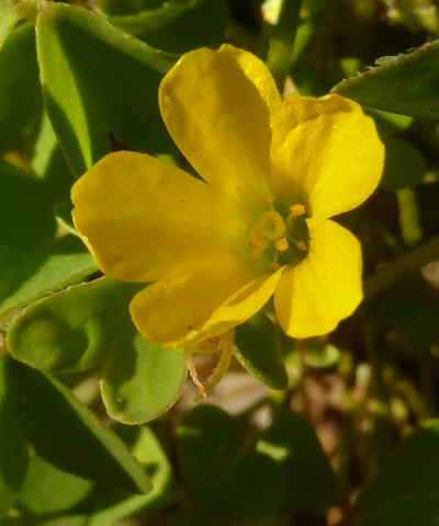 oxalis stricta