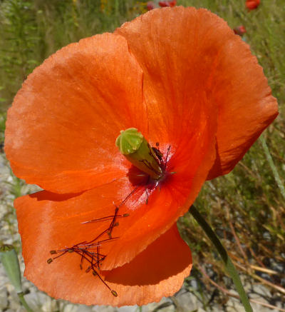 papaver dubium