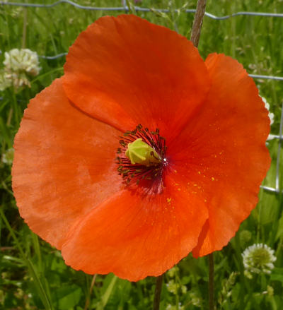 papaver dubium