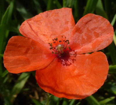 papaver dubium