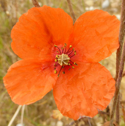 papaver dubium