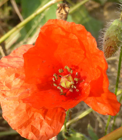 papaver dubium