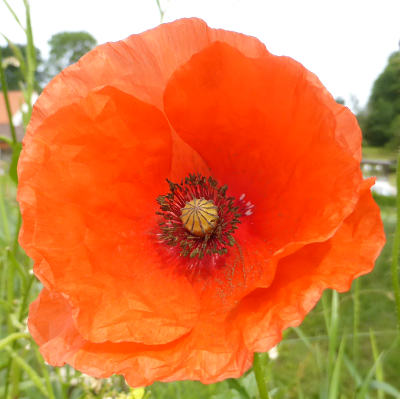 papaver rhoeas