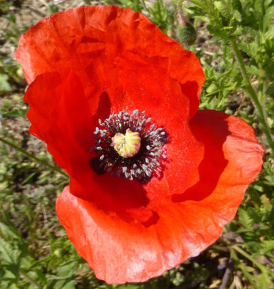 papaver rhoeas