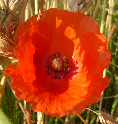 papaver rhoeas