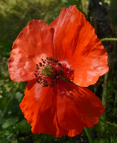 papaver rhoeas