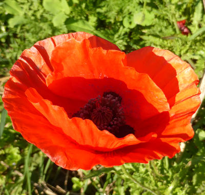 papaver rhoeas