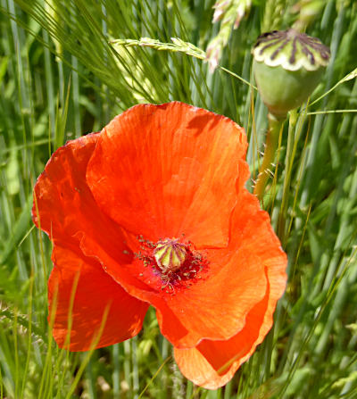 papaver rhoeas