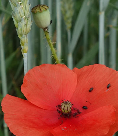 papaver rhoeas