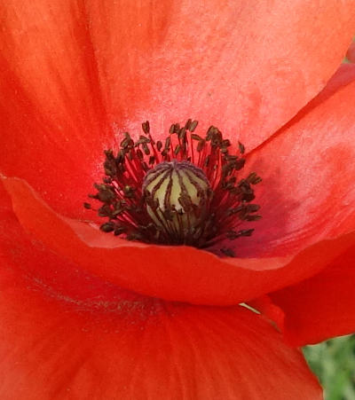 papaver rhoeas