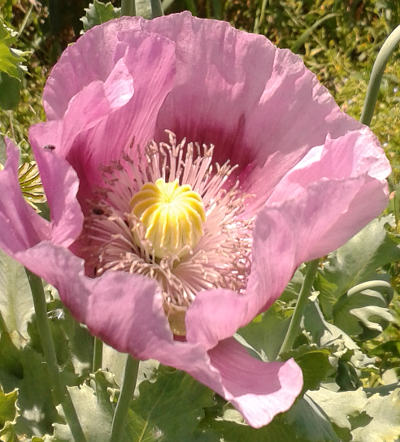 papaver somniferum