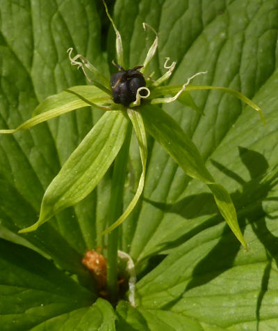 paris quadrifolia