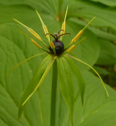 paris quadrifolia