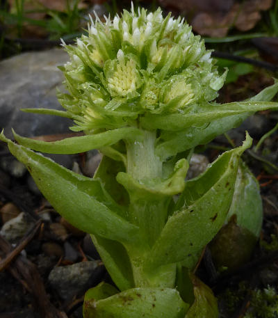 petasites albus