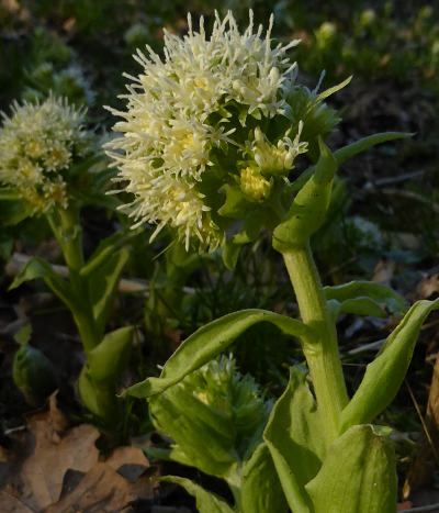 petasites albus