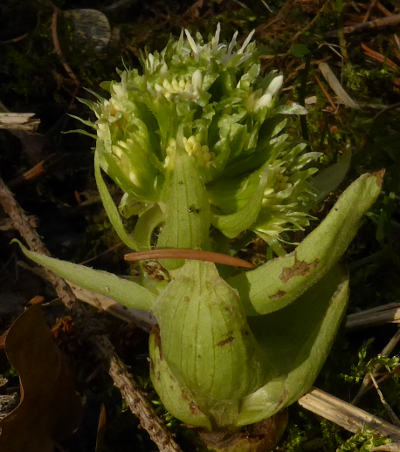 petasites albus