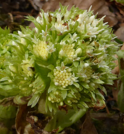 petasites albus