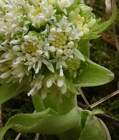 petasites albus