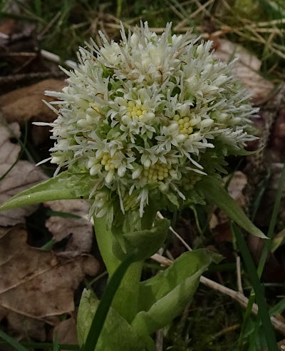 petasites albus