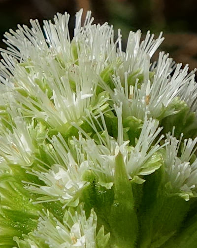 petasites albus