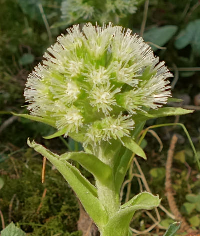 petasites albus