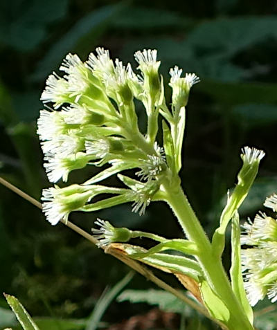 petasites albus