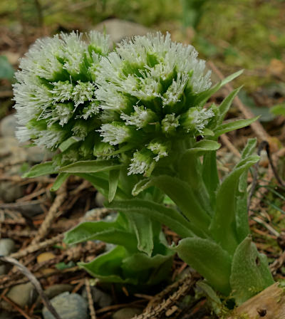 petasites albus