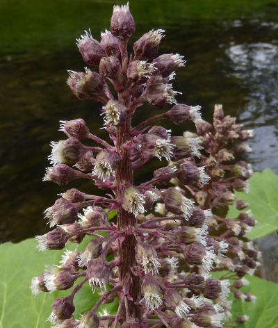 petasites hybridus