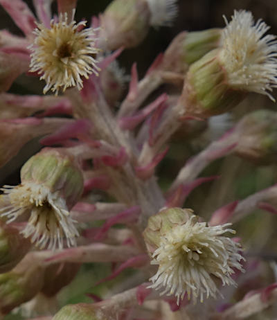 petasites hybridus