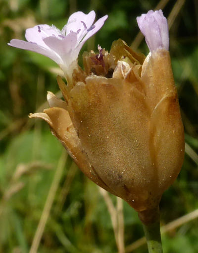 petrorhagia prolifera