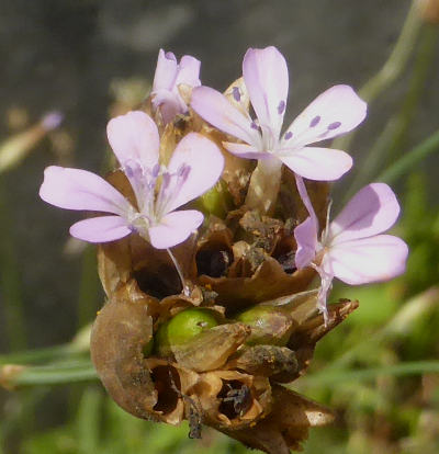 petrorhagia prolifera