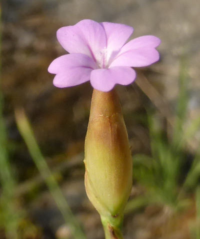 petrorhagia prolifera