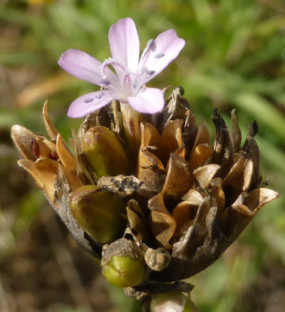 petrorhagia prolifera