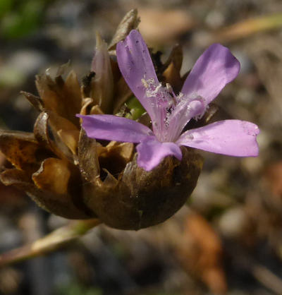 petrorhagia prolifera