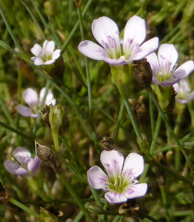 petrorhagia saxifraga