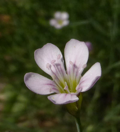 petrorhagia saxifraga