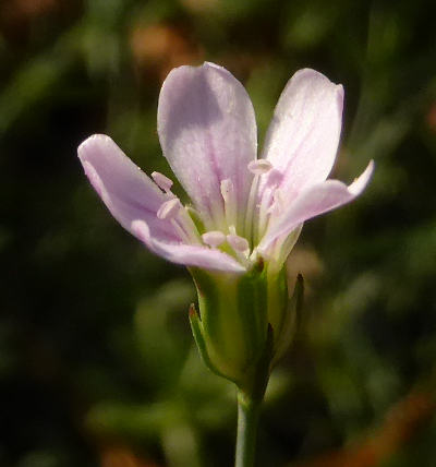 petrorhagia saxifraga