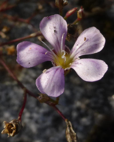 petrorhagia saxifraga