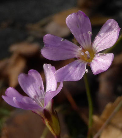 petrorhagia saxifraga