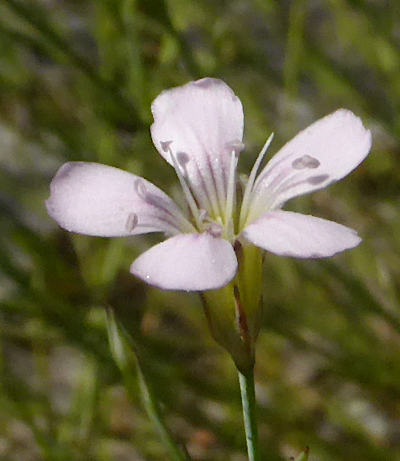 petrorhagia saxifraga