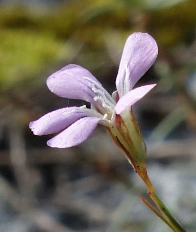 petrorhagia saxifraga