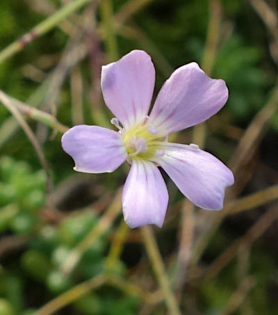 petrorhagia saxifraga