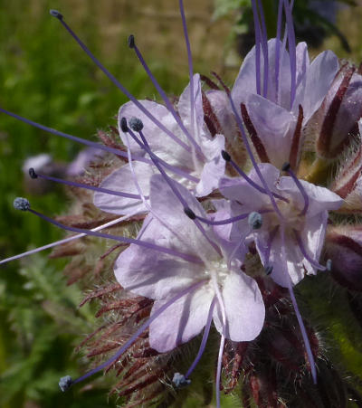 phacelia tanacetifolia