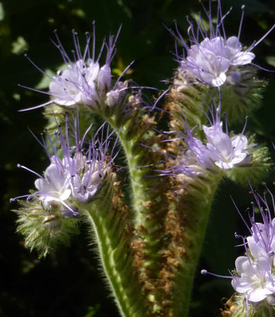 phacelia tanacetifolia