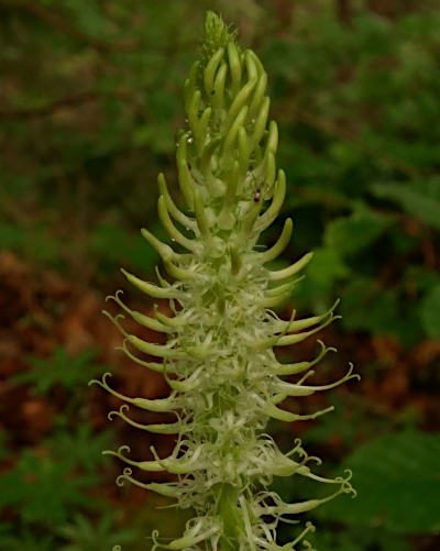 phyteuma spicatum