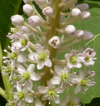 phytolacca acinosa