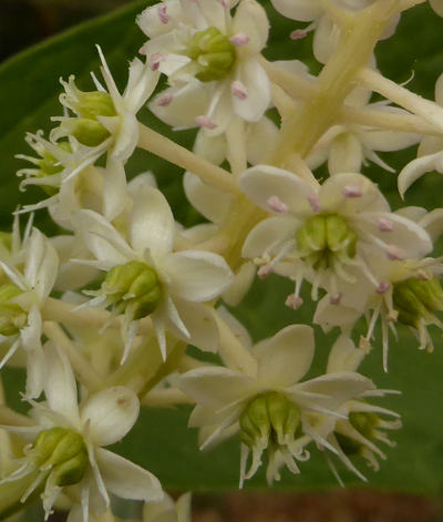 phytolacca acinosa