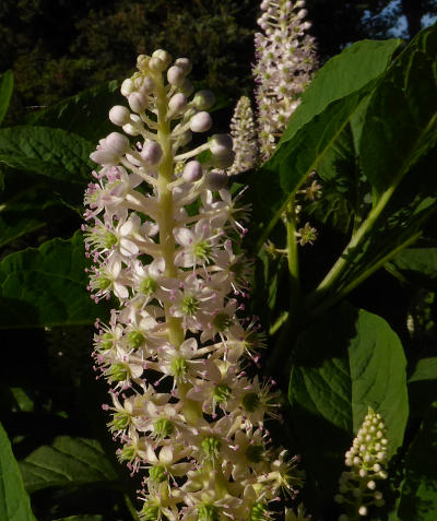 phytolacca acinosa