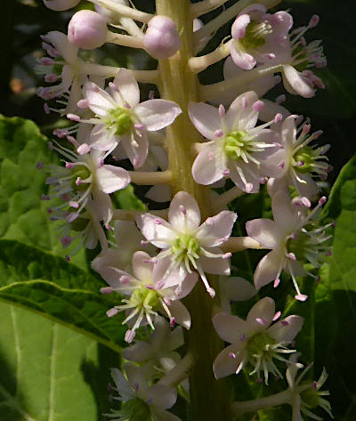 phytolacca acinosa