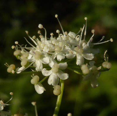 pimpinella major